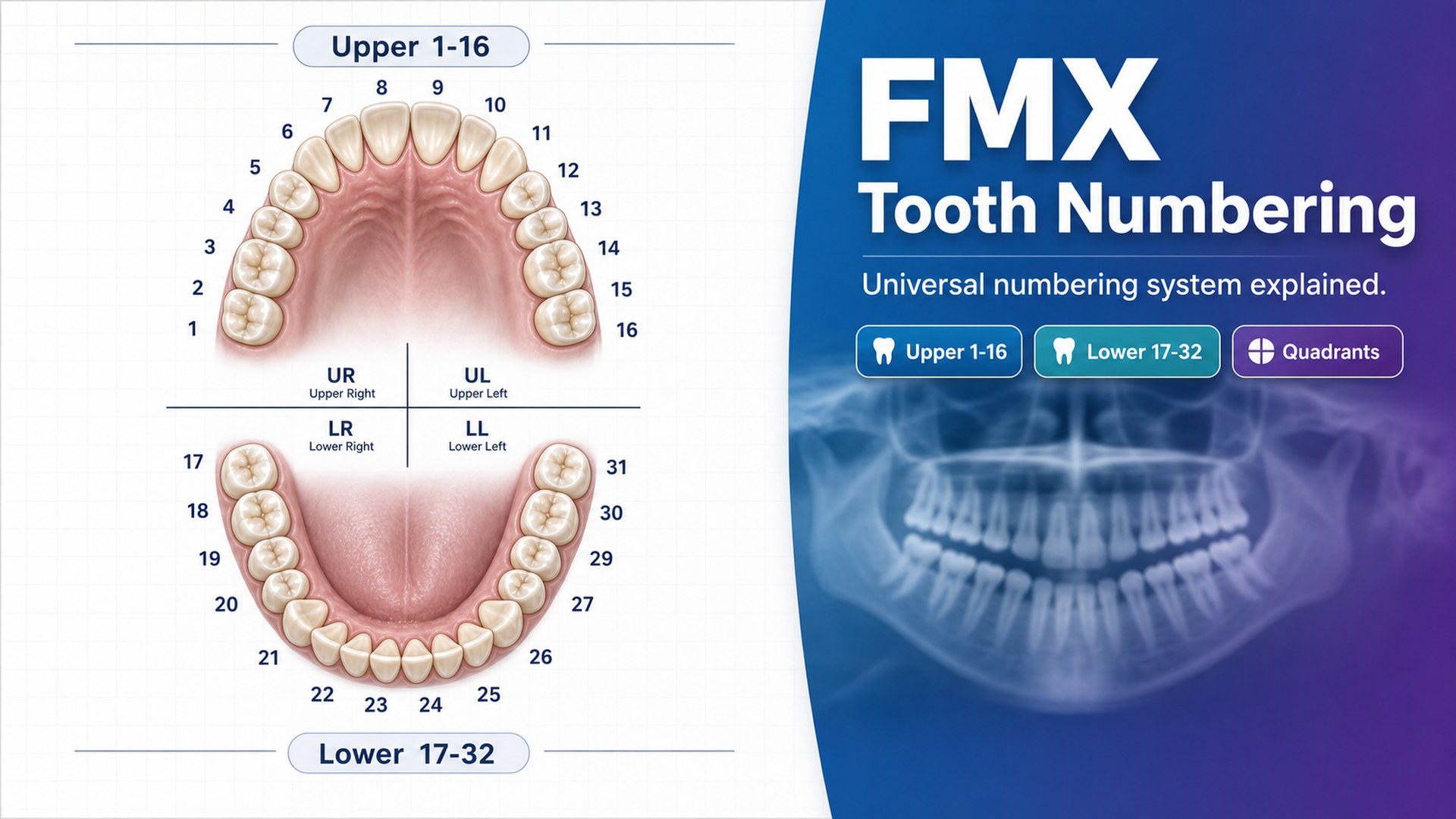 How to Find the Tooth Number Using an FMX: A Complete Guide for Dental Billers